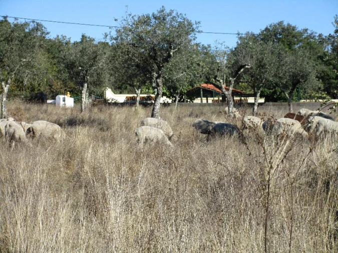 Terreno Agricola ou Rústico para Venda em São Salvador da Aramenha Foto 8