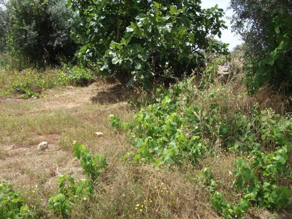 Terreno para Venda em Alcains Foto 4