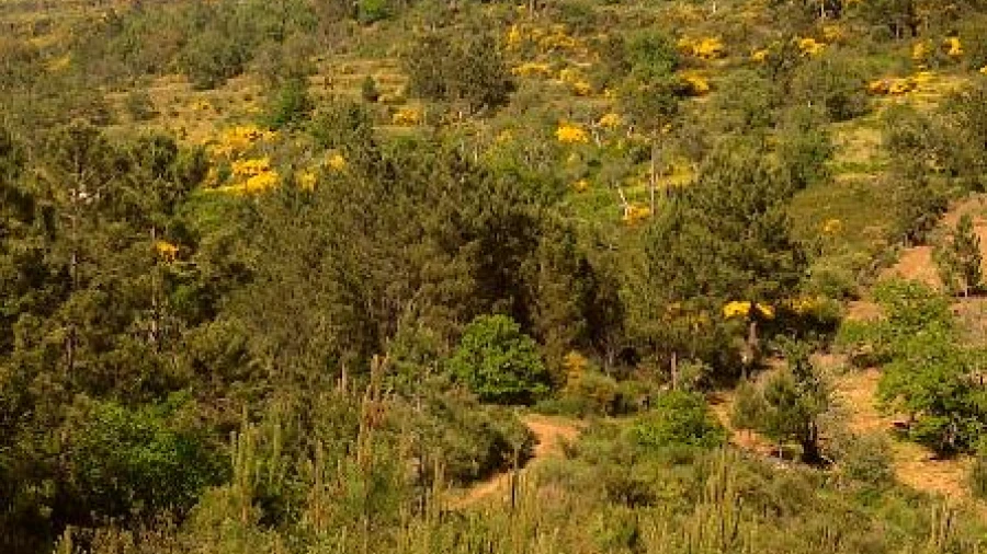 Terreno Agricola ou Rústico para Venda em São Salvador da Aramenha