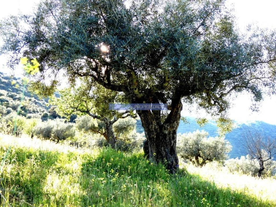 Terreno Agricola ou Rústico para Venda em Escalhão Foto 4