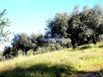 Terreno Agricola ou Rústico para Venda em Escalhão