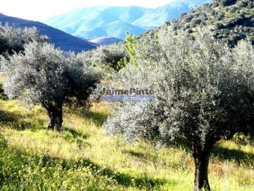 Terreno Agricola ou Rústico para Venda em Escalhão