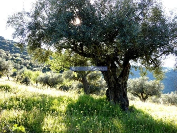 Terreno Agricola ou Rústico para Venda em Escalhão