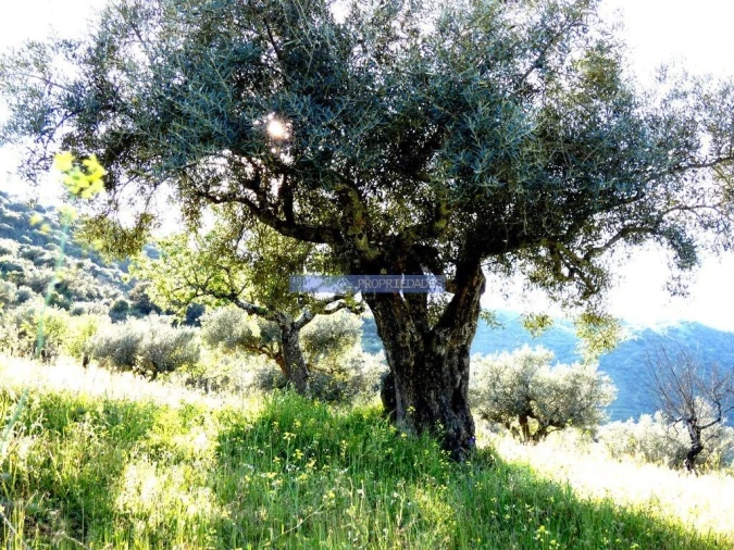 Terreno Agricola ou Rústico para Venda em Escalhão Foto 4