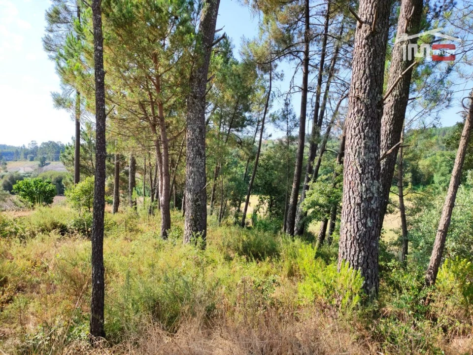 Terreno Agricola ou Rústico para Venda em Caxarias Foto 2