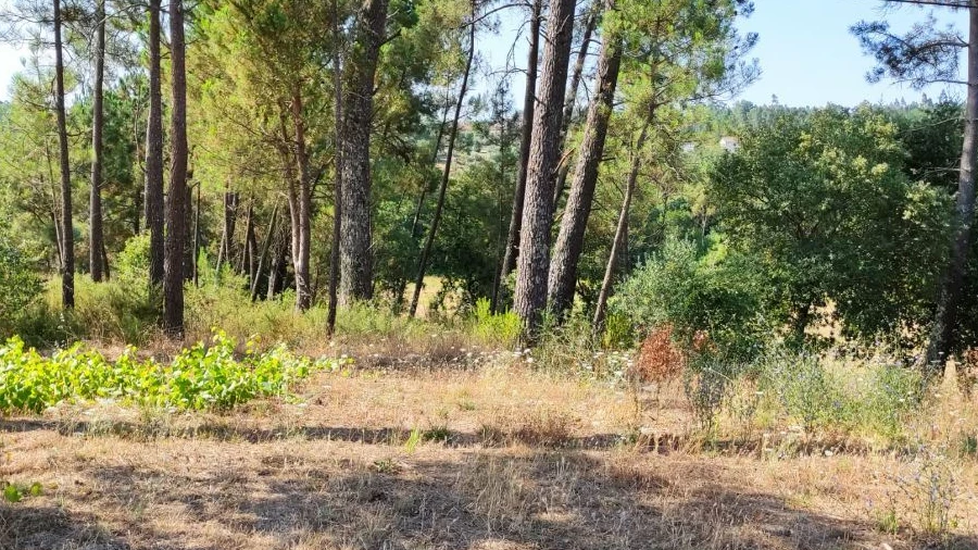 Terreno Agricola ou Rústico para Venda em Caxarias