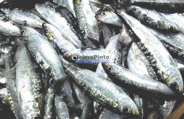 Terreno P/ Prédio para Venda em Faro (Sé e São Pedro) Foto 8