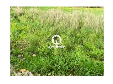 Terreno P/ Prédio para Venda em Lama