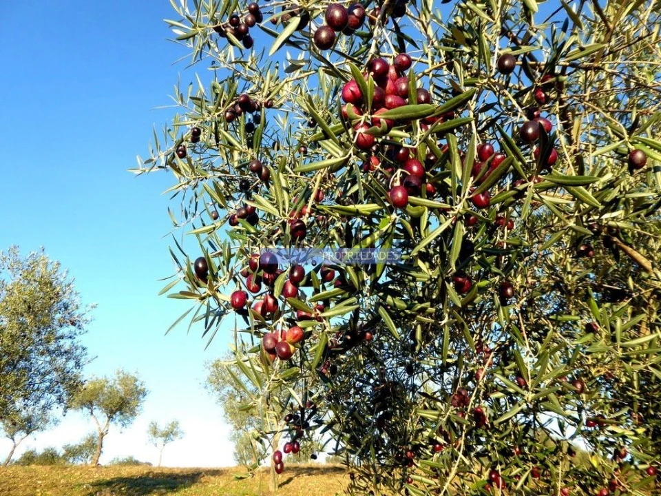 Terreno Agricola ou Rústico para Venda em Alfandega da Fe Foto 2
