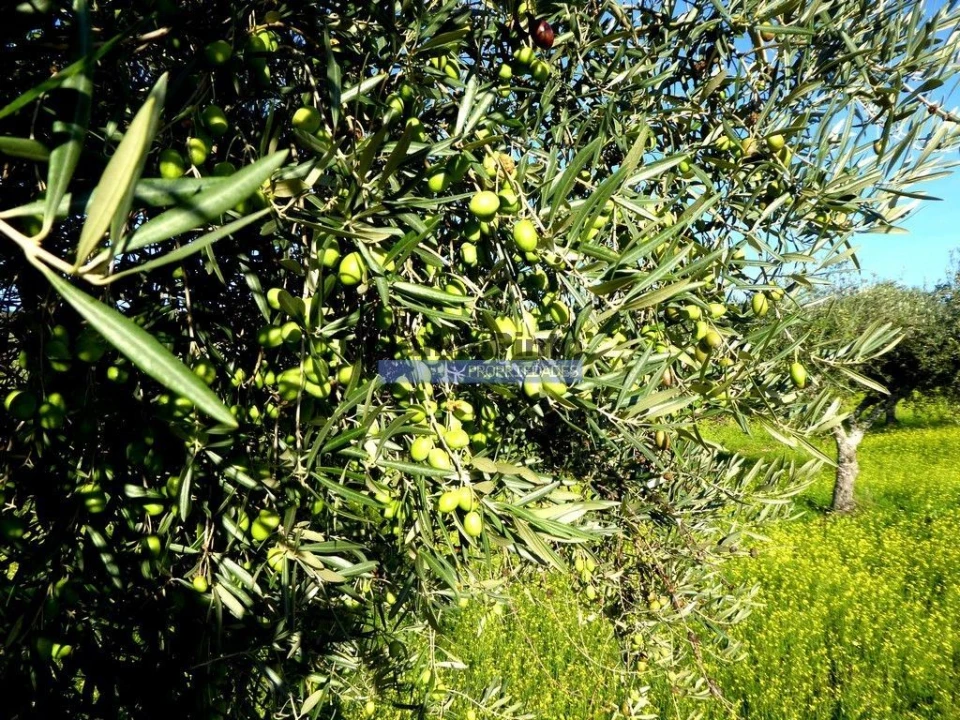 Terreno Agricola ou Rústico para Venda em Alfandega da Fe Foto 5