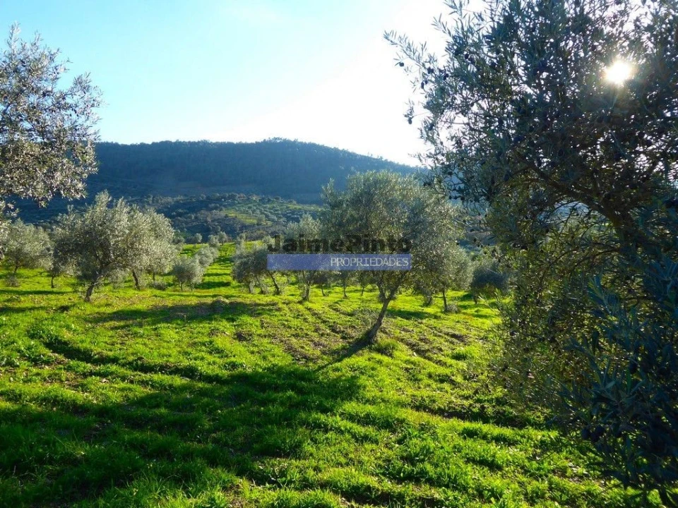 Terreno Agricola ou Rústico para Venda em Alfandega da Fe Foto 8