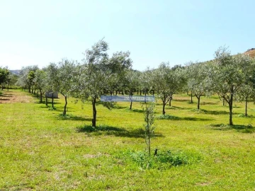 Terreno Agricola ou Rústico para Venda em Alfandega da Fe