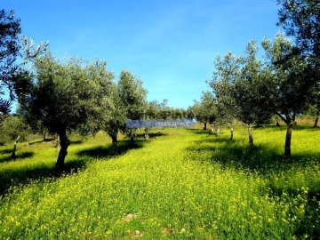 Terreno Agricola ou Rústico para Venda em Alfandega da Fe