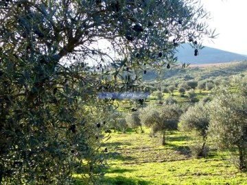 Terreno Agricola ou Rústico para Venda em Alfandega da Fe
