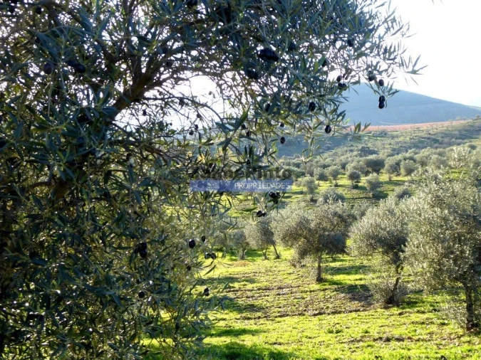 Terreno Agricola ou Rústico para Venda em Alfandega da Fe Foto 7