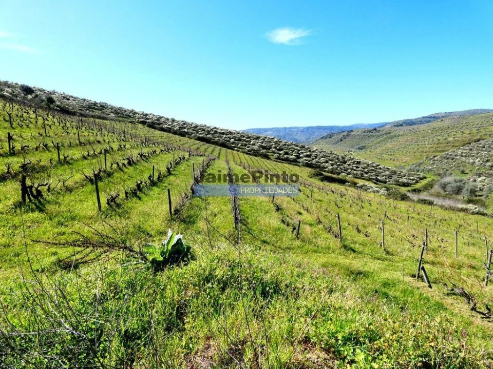 Terreno Agricola ou Rústico para Venda em Vila Flor e Nabo Foto 2