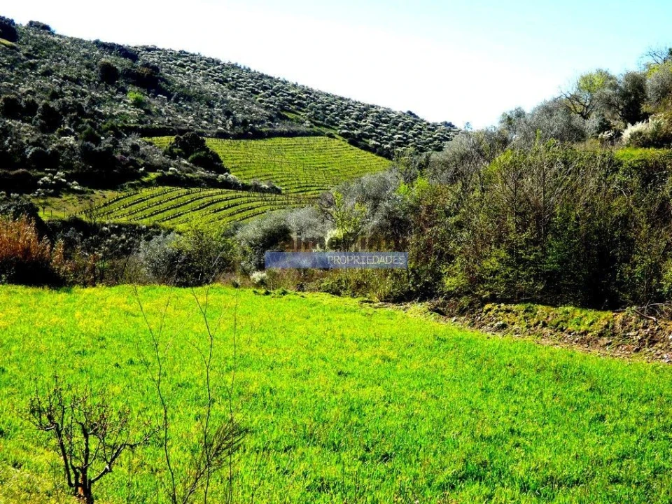 Terreno Agricola ou Rústico para Venda em Vila Flor e Nabo Foto 5