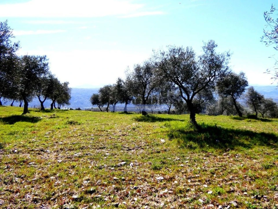 Terreno Agricola ou Rústico para Venda em Vila Flor e Nabo Foto 6