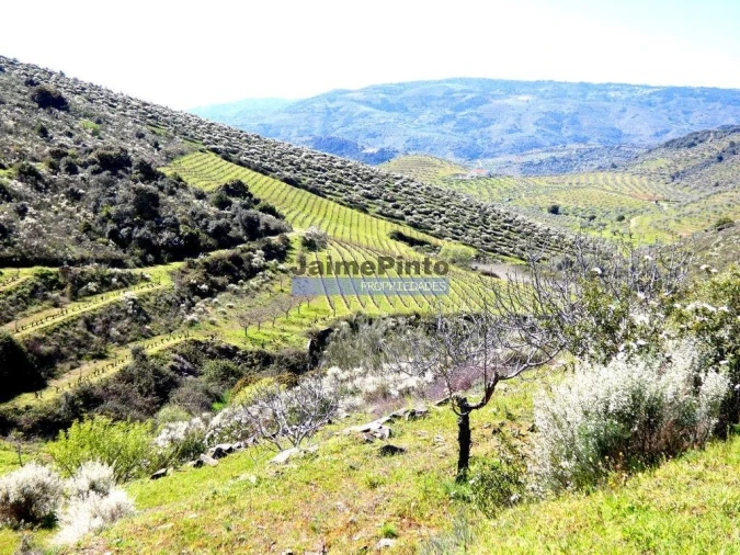 Terreno Agricola ou Rústico para Venda em Vila Flor e Nabo Foto 4