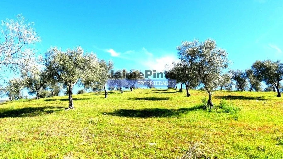 Terreno Agricola ou Rústico para Venda em Vila Flor e Nabo