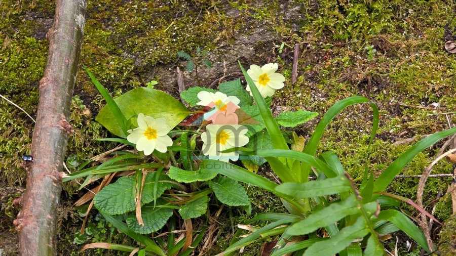 Quinta T1 para Venda em Tangil Foto 17