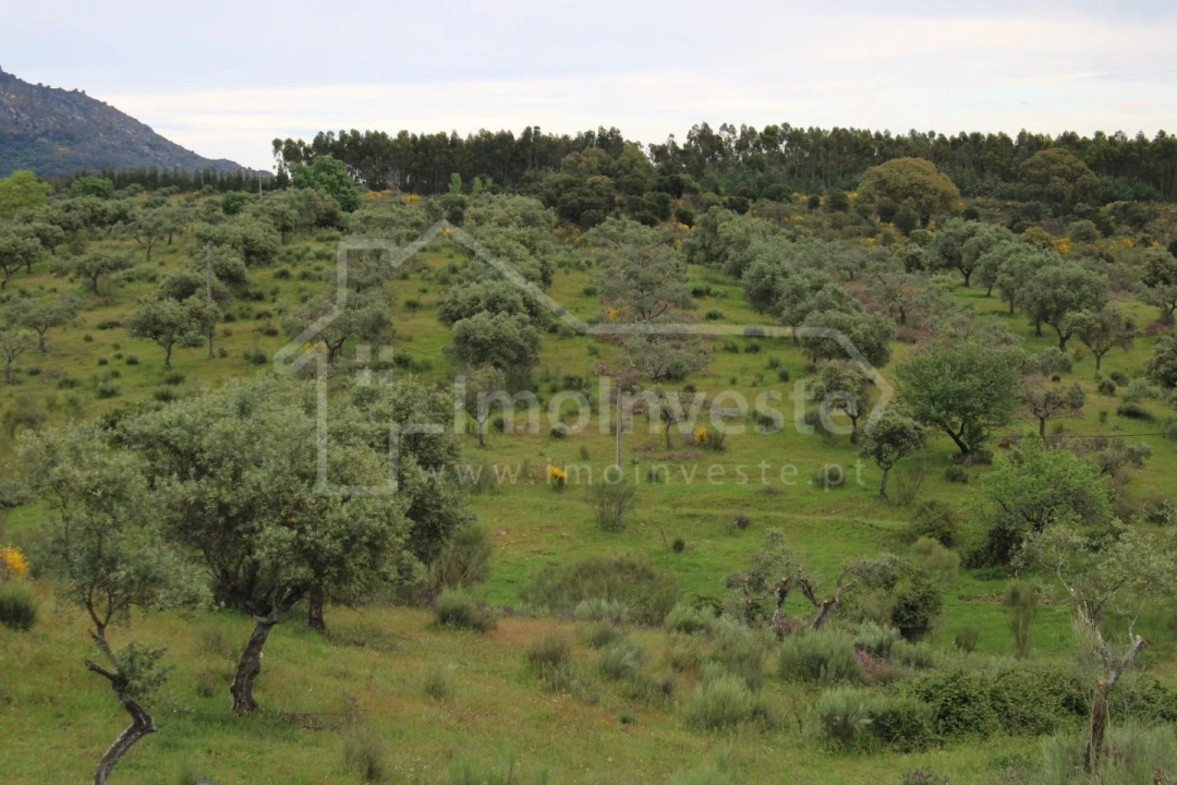 Quinta T7 para Venda em Monsanto e Idanha-A-Velha Foto 20