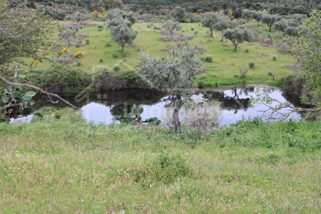 Quinta T7 para Venda em Monsanto e Idanha-A-Velha Foto 22