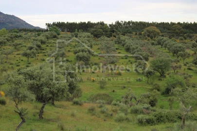 Quinta T7 para Venda em Monsanto e Idanha-A-Velha