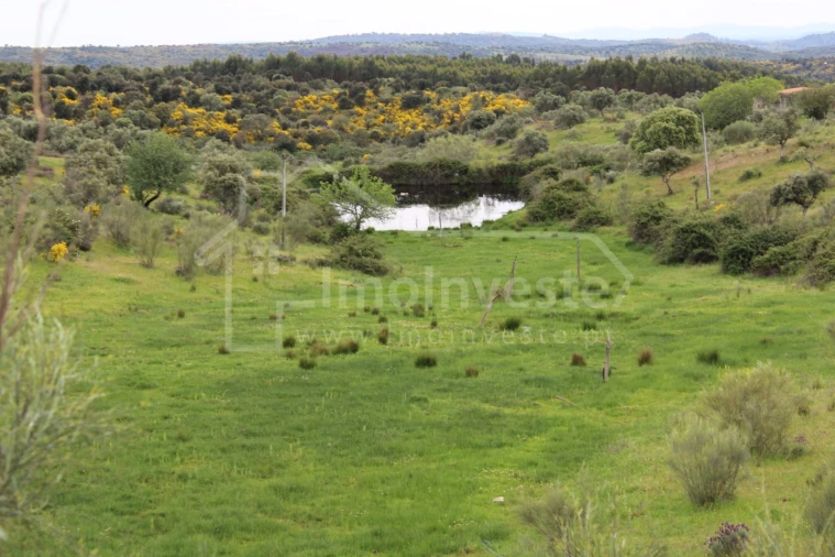 Quinta T7 para Venda em Monsanto e Idanha-A-Velha Foto 21