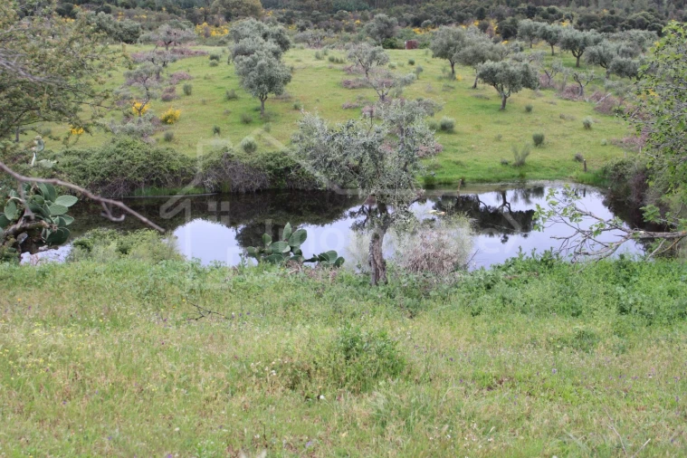Quinta T7 para Venda em Monsanto e Idanha-A-Velha Foto 22