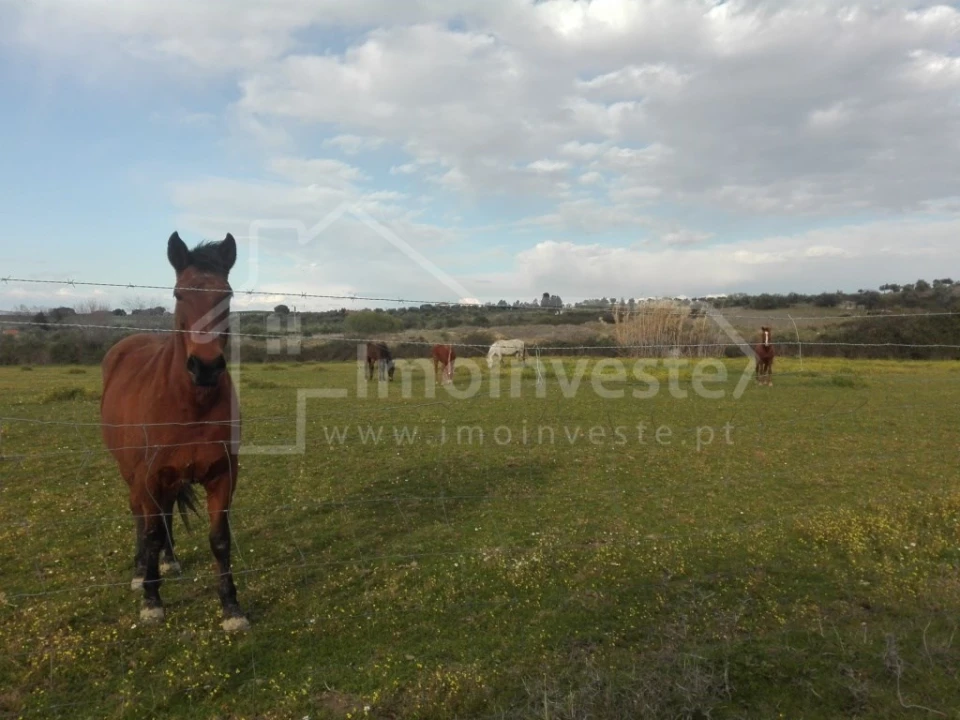 Quinta T4 para Venda em Ladoeiro Foto 4