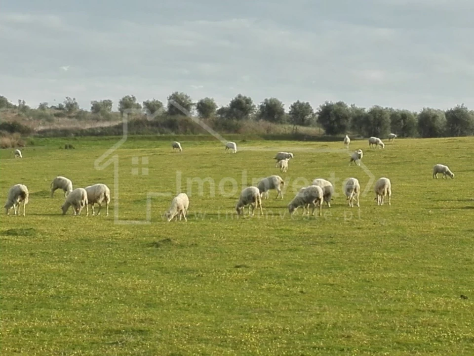 Quinta T4 para Venda em Ladoeiro Foto 3