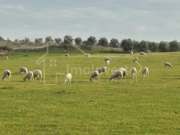 Quinta T4 para Venda em Ladoeiro