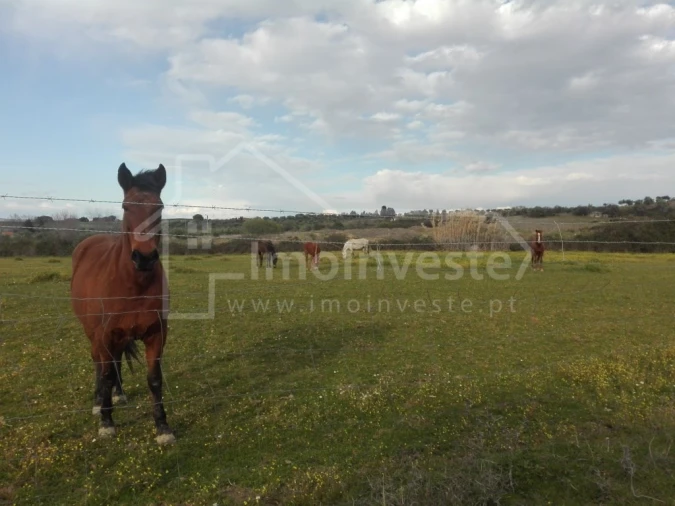 Quinta T4 para Venda em Ladoeiro Foto 4