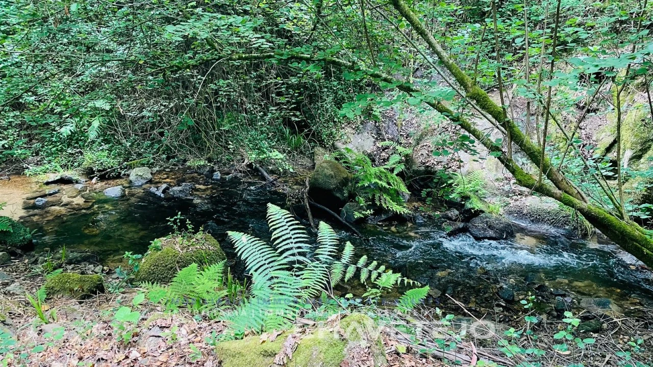 Quinta para Venda em Figueiró dos Vinhos e Bairradas Foto 2