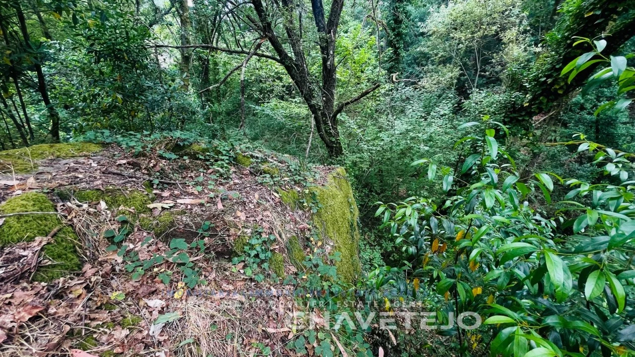 Quinta para Venda em Figueiró dos Vinhos e Bairradas Foto 13