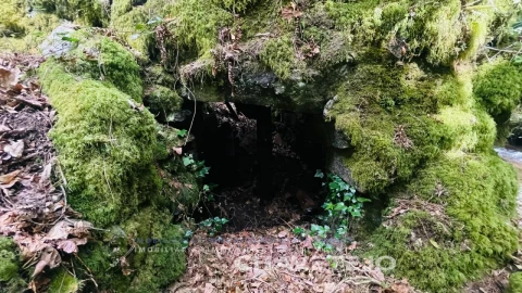 Quinta para Venda em Figueiró dos Vinhos e Bairradas
