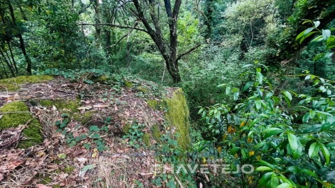 Quinta para Venda em Figueiró dos Vinhos e Bairradas