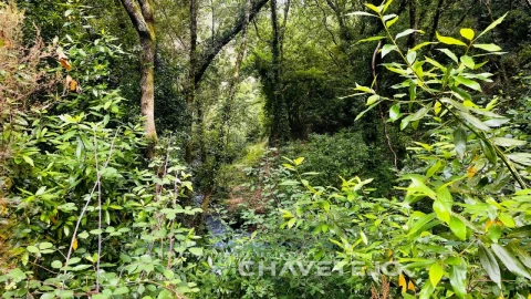 Quinta para Venda em Figueiró dos Vinhos e Bairradas