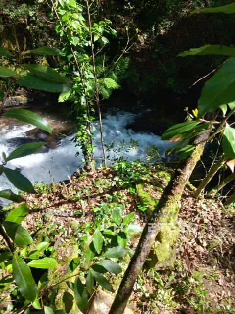 Quinta para Venda em Figueiró dos Vinhos e Bairradas