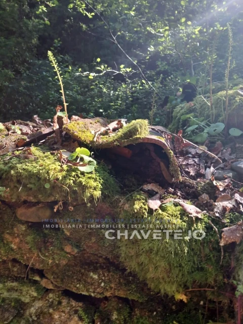 Quinta para Venda em Figueiró dos Vinhos e Bairradas