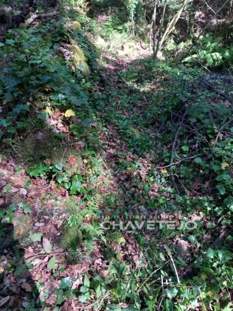 Quinta para Venda em Figueiró dos Vinhos e Bairradas