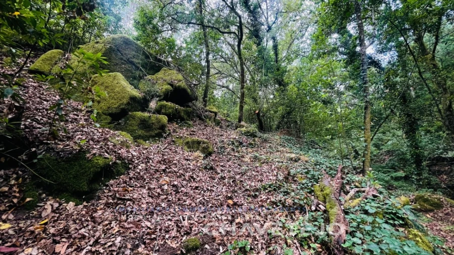 Quinta para Venda em Figueiró dos Vinhos e Bairradas Foto 12