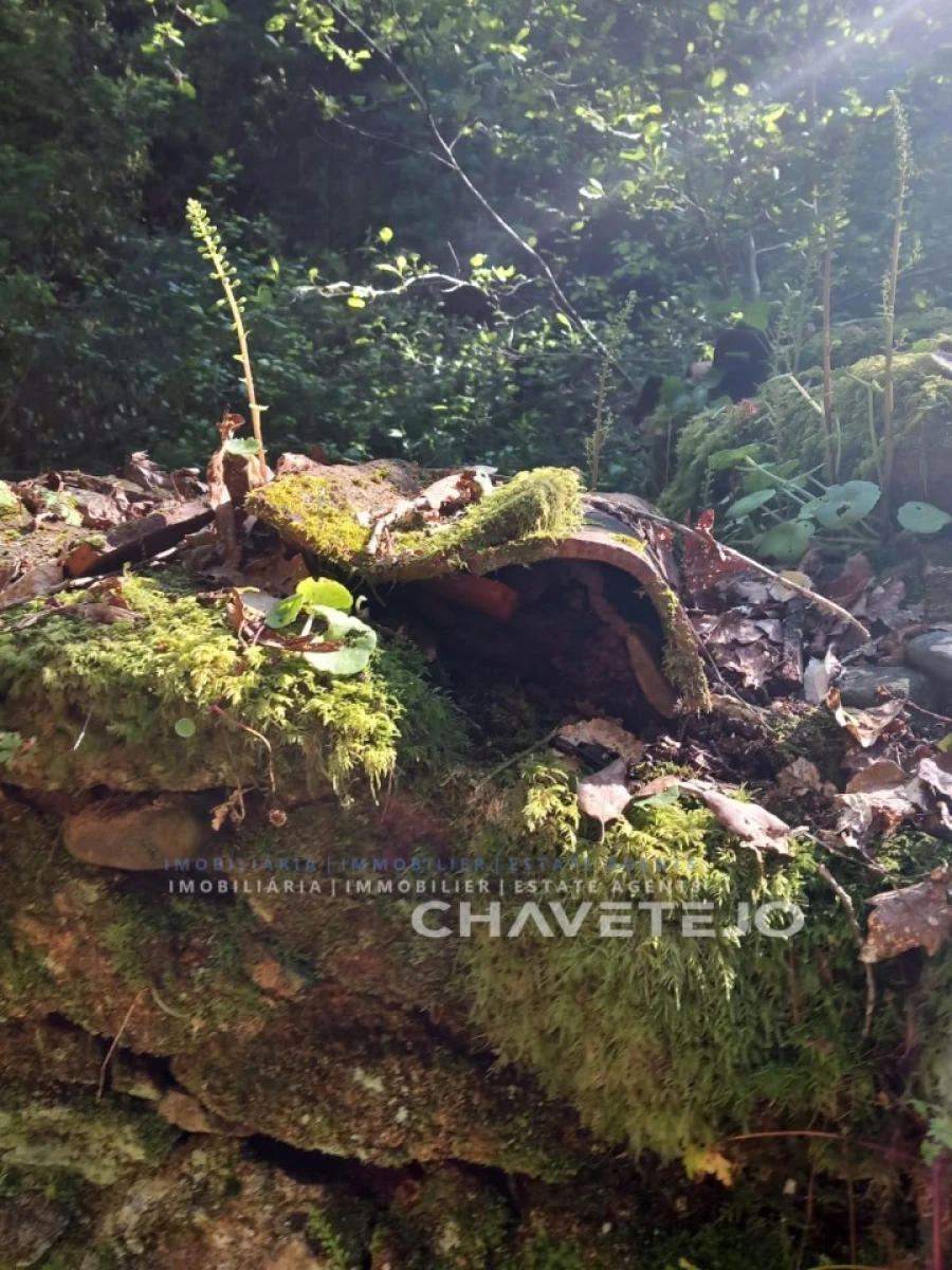 Quinta para Venda em Figueiró dos Vinhos e Bairradas Foto 21