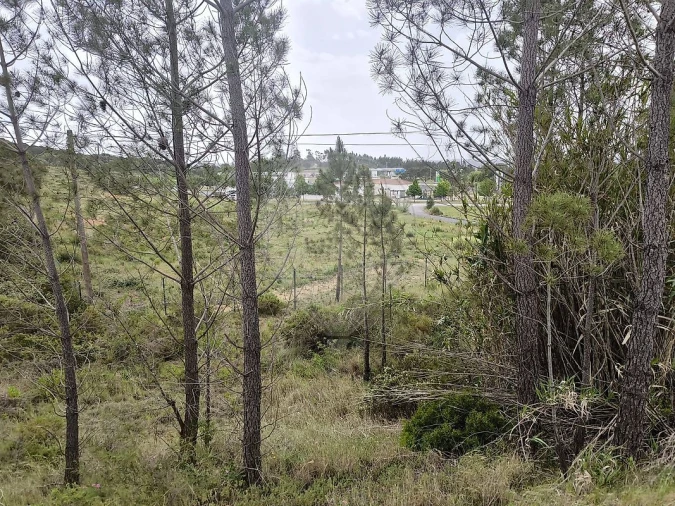 Terreno para Venda em São João da Ribeira e Ribeira de São João Foto 17