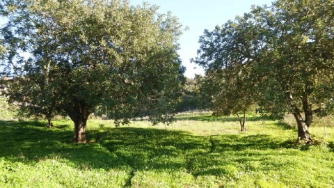 Quinta T5 para Venda em Santa Catarina da Fonte do Bispo