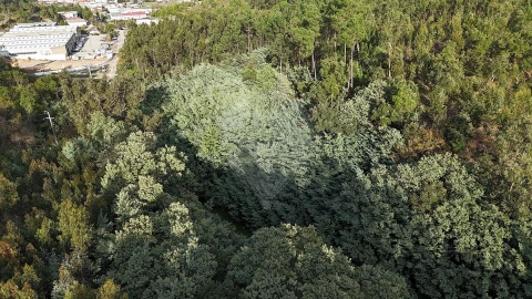 Terreno para Venda em Cernache