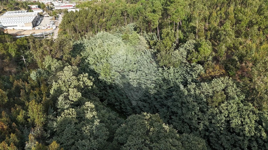 Terreno para Venda em Cernache