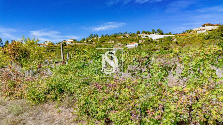 Terreno Agricola ou Rústico para Venda em Baião (Santa Leocádia) e Mesquinhata Foto 31