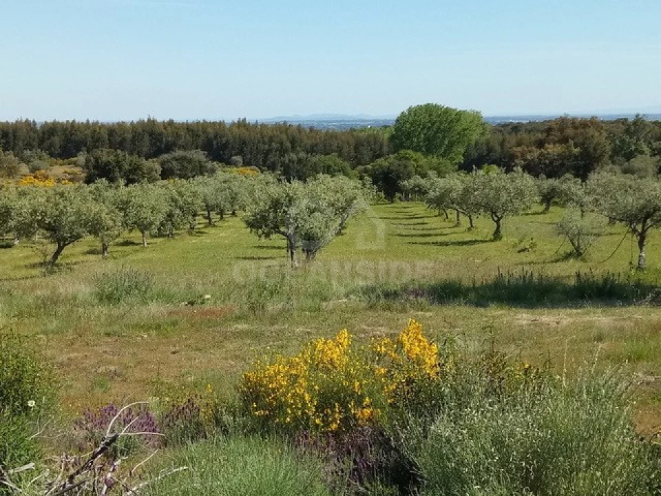 Quinta para Venda em Louriçal do Campo Foto 2